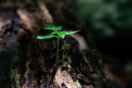 a seedling growing from a tree