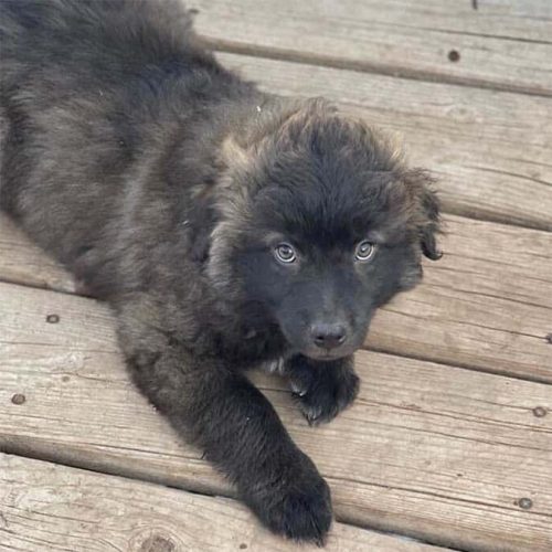 new puppy